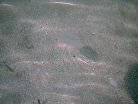 ta02.jpg - 漂う水母